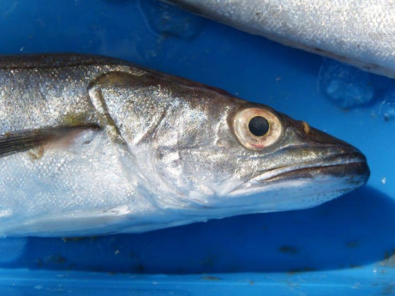 先兆流产保胎的食物有哪些先兆流产的原因有哪些